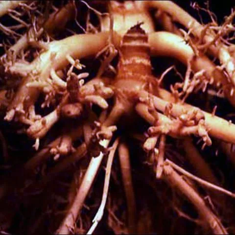 thumbnail for publication: Stubby-Root Nematode, Nanidorus minor (Colbran) Siddiqi (syn. Paratrichodorus minor, P. christiei, Trichodorus minor, T. christiei) (Nematoda: Adenophorea: Triplonchida: Diphtherophorina: Trichodoridea: Trichodoridae)
